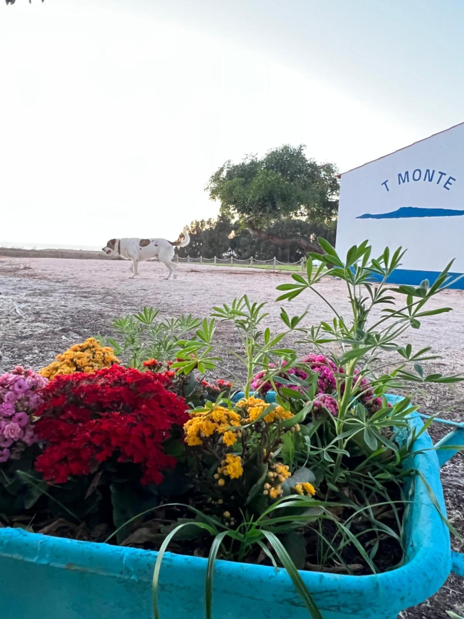 Vila T Monte Porto Covo Exteriér fotografie